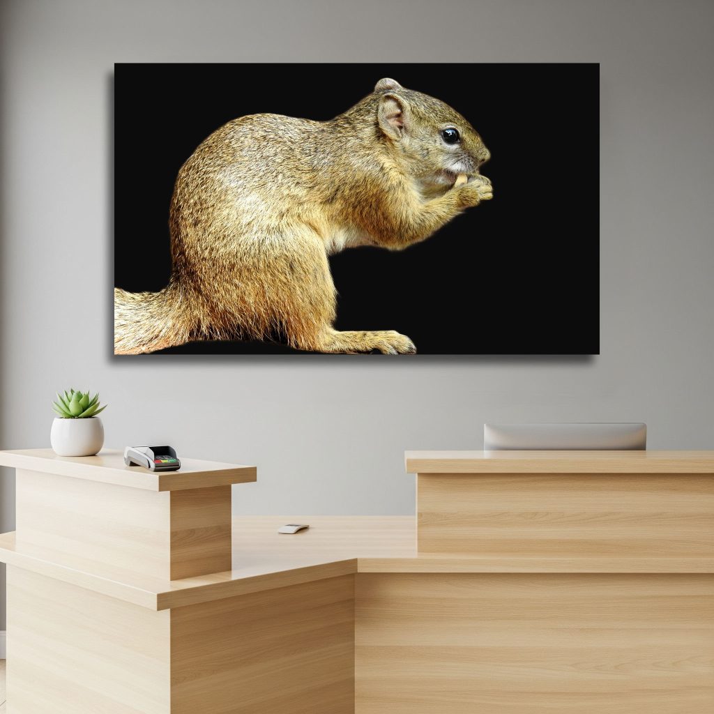 Squirrel