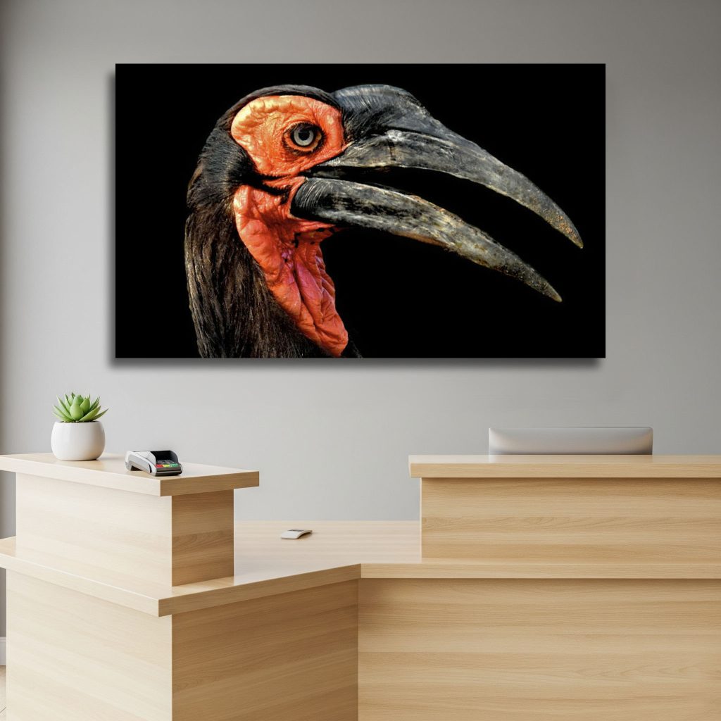 Southern Ground Hornbill