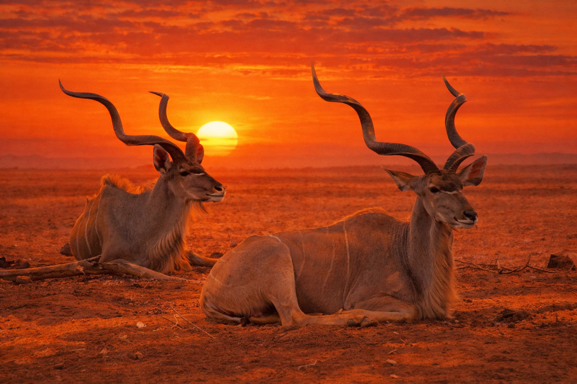 Resting Kudus